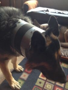 Useful Skills For Remote Homesteading Image